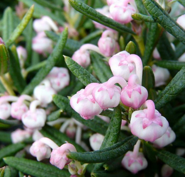 Андромеда многолистная (Подбел) 'Компакта'