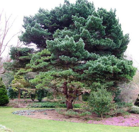 Сосна обыкновенная