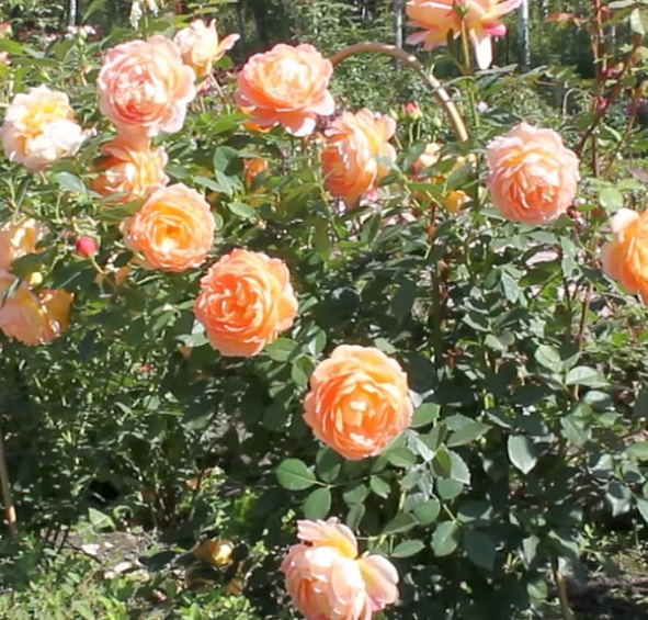 Роза 'Леди оф Шалотт' (парковая) (персиково-розовая)