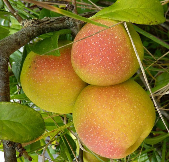 Айва прекрасная Гейша Герл (Geisha Girl)