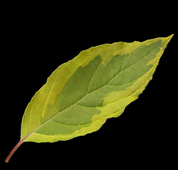 Дерен белый 'Гоучалти'