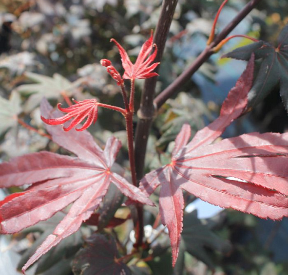 Клен японский 'Бладгуд'