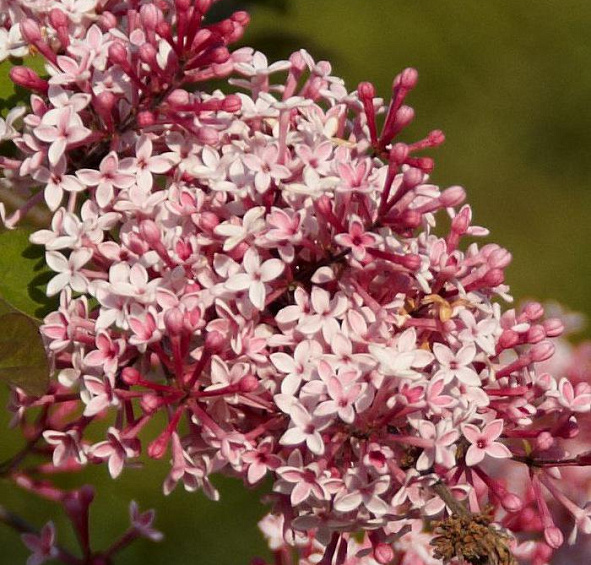 Сирень мелколистная 'Суперба' (розово - белая)