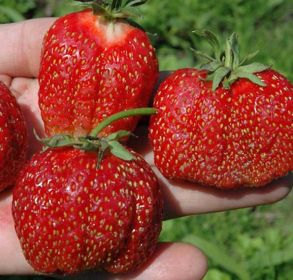 Земляника садовая (клубника) Фестивальная