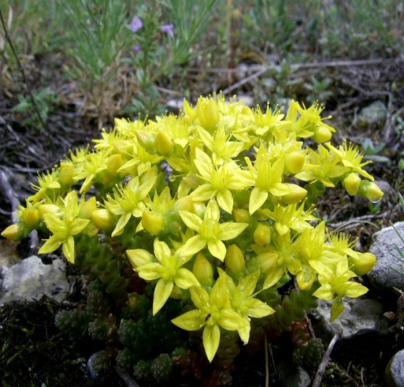 Седум едкий (acre)