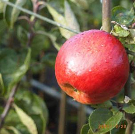 Яблоня домашняя 'Мантет'