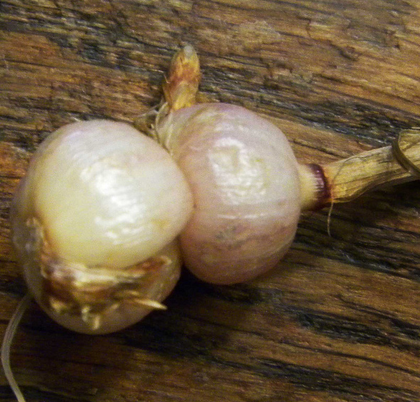 Райграйс бульбоносный