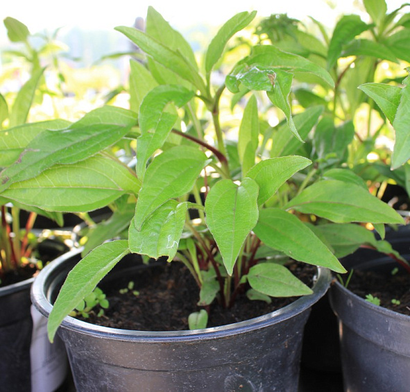 Эхинацея пурпурная 'Бая Бургунди'