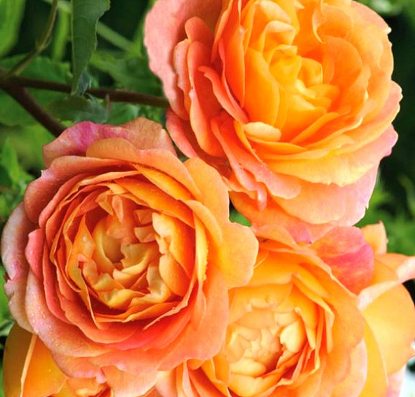 Роза 'Леди оф Шалотт' (парковая) (персиково-розовая)