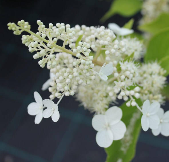 Гортензия метельчатая 'Киушу'