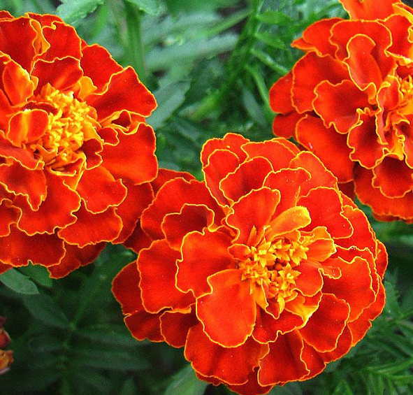 Бархатцы Тонколистные