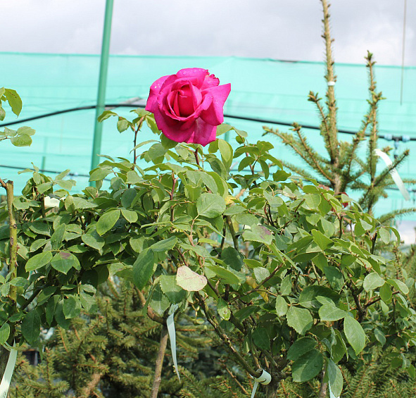 Роза 'Пароле' (чайно-гибридная) (фиолетово - розовая)