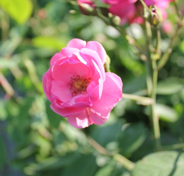 Роза 'Ангела' (флорибунда, шраб) (розовая)