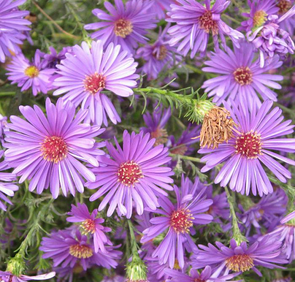 Астра альпийская