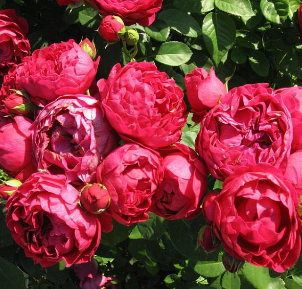 Роза Аскот (Ascot)