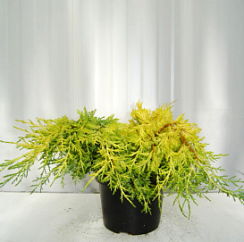 Можжевельник средний 'Кинг оф Спринг'