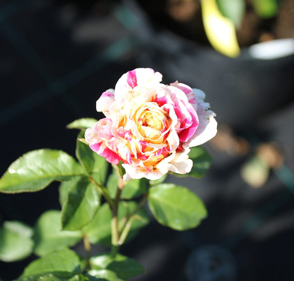 Роза 'Ванилла фрейз' (плетистая) (желтая с розовым)