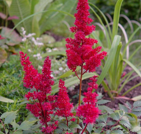 Астильба арендса Спартан