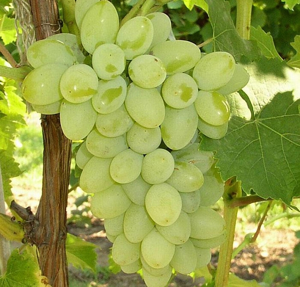 Виноград Московский устойчивый