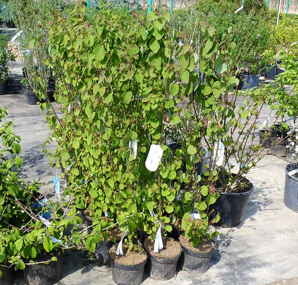 Багряник японский