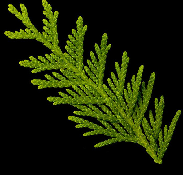 Туя западная 'Брабант'