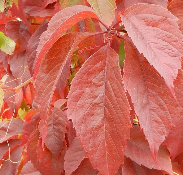 Виноград девичий пятилисточковый