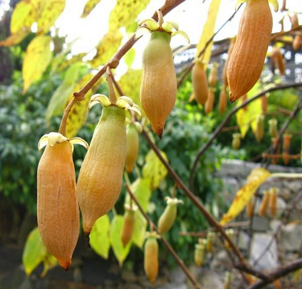 Актинидия полигама 'Желтое веретено'