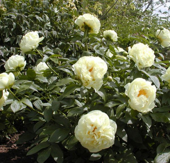 Пион молочноцветковый 'Лемон Шифон' (лимонно - желтый)