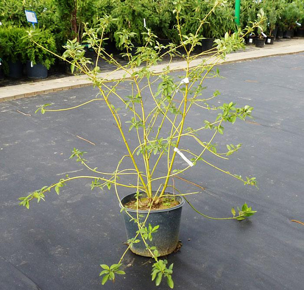 Дерен отпрысковый 'Флавирамеа'