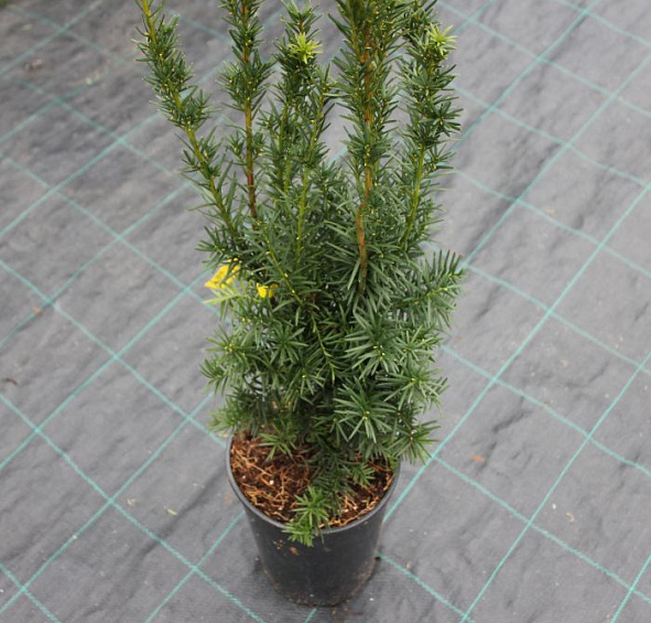 Тис средний 'Хикси'