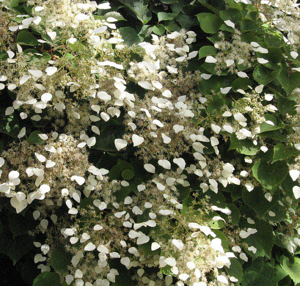 Схизофрагма гортензиевидная