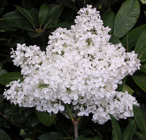 Сирень обыкновенная 'Лебедушка' (белая)