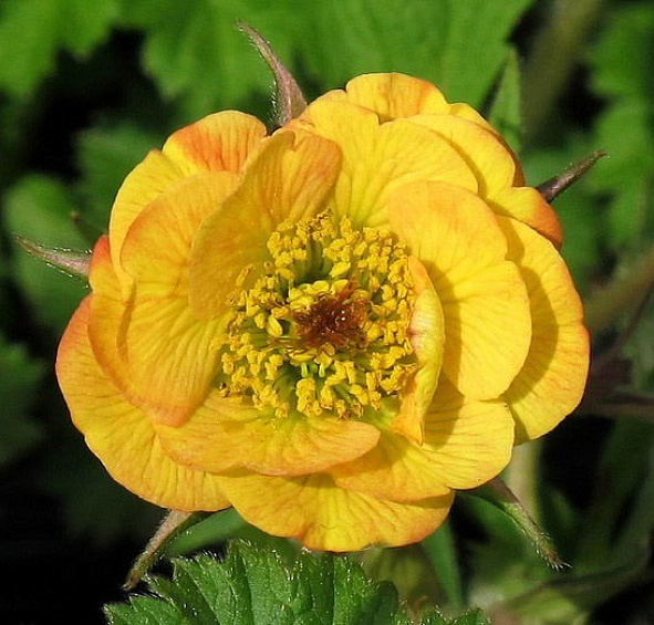 Гравилат 'Текила Санрайз'