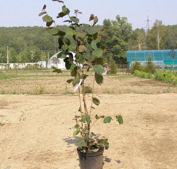 Лещина крупная 'Пурпуреа'