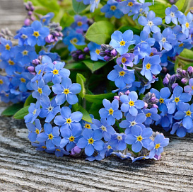 Семена Незабудка