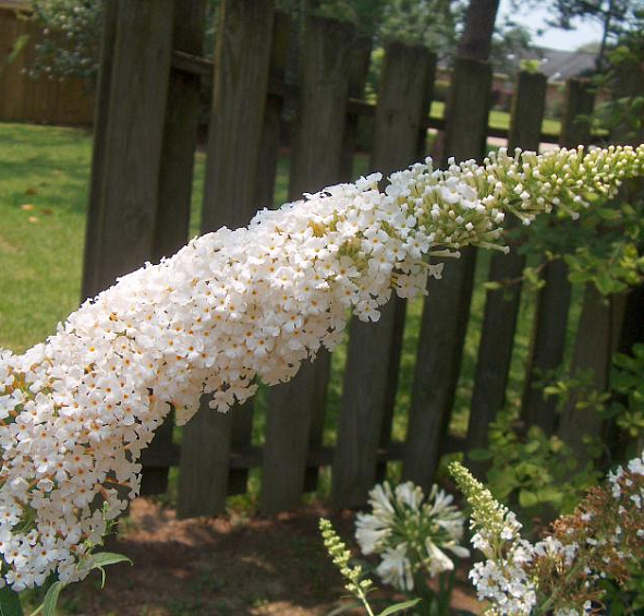 Буддлея Давида 'Уайт Профьюжн'