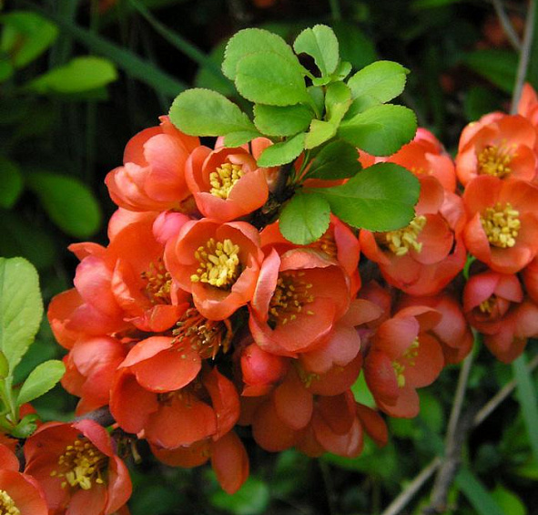 Айва японская