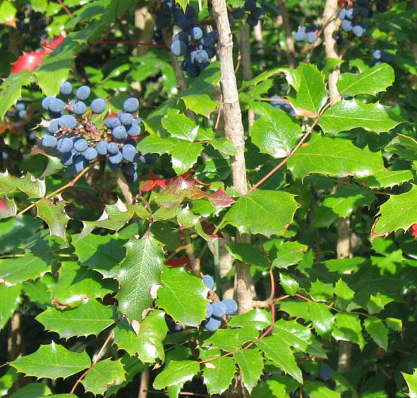 Магония падуболистная