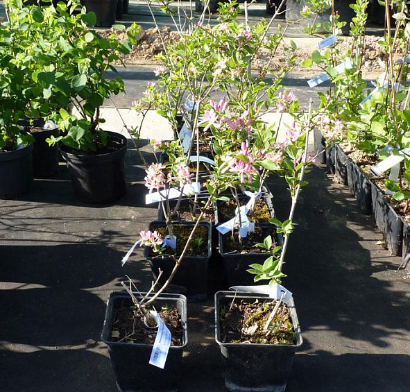 Жимолость Королькова