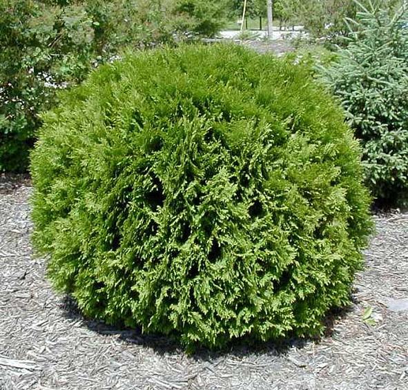 Туя западная 'Вудварди'