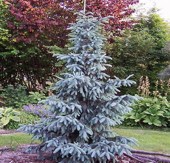 Ель Энгельмана 'Глаука'