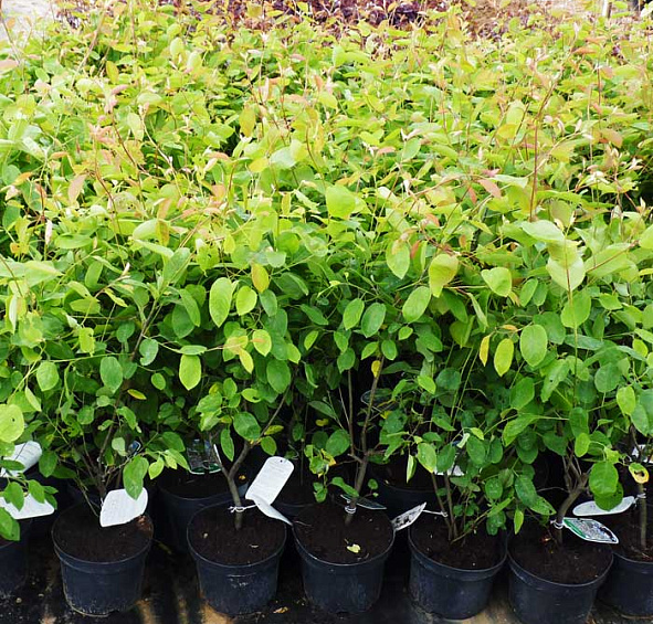 Ирга канадская (ламарка)