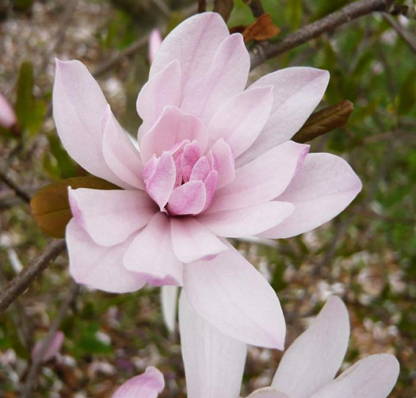 Магнолия звёздчатая 'Розеа'