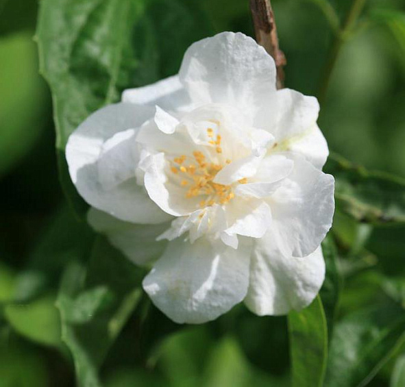 Чубушник 'Полар Стар’