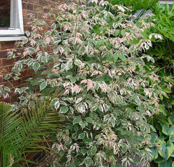 Клен ясенелистный 'Фламинго'