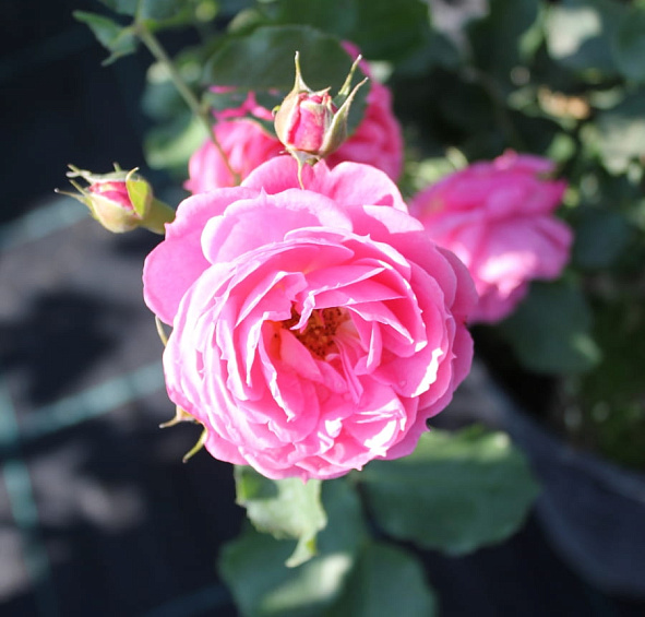 Роза 'Моин Моин' (флорибунда) (розовая)