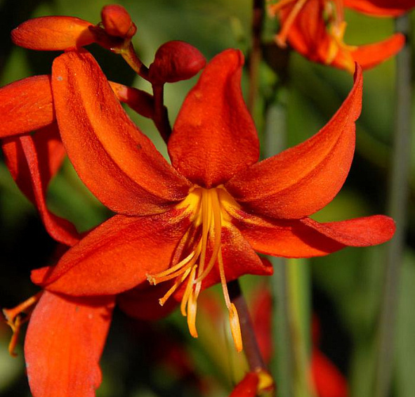 Крокосмия Вавилон