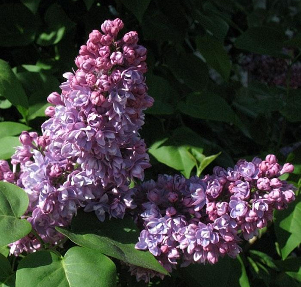 Сирень обыкновенная 'Миссис Эдвард Хардинг' (лилово - розовая)