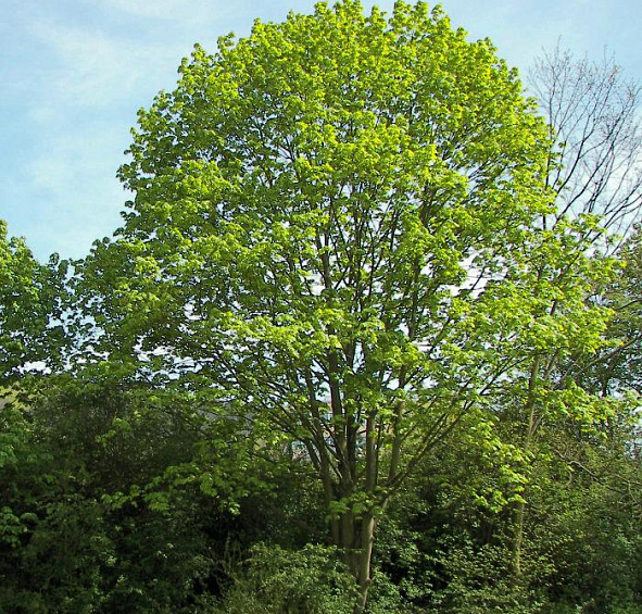 Клен остролистный