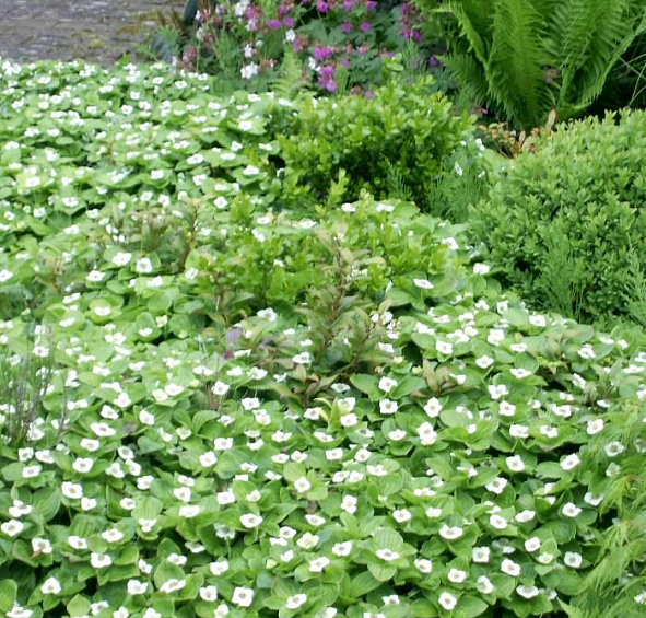 Дерен канадский